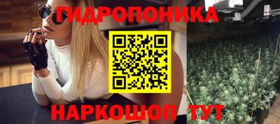 стафф Кингисепп